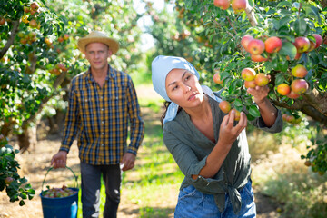 Asian woman and European man picking pears in big garden - obrazy, fototapety, plakaty