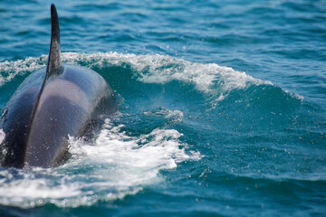 Fototapeta premium Orca or Killer Whale, with copy space. It has rake marks, scarring inflicted by the teeth of other Killer Whales. Location: Hauraki Gulf, New Zealand.