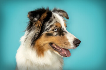 Head portrait of a beautiful australian shepherd dog in front of colorful blue studio background