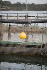 Yellow float hanging off the side of salmon fish farming pens - 760994950