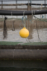 Yellow float hanging off the side of salmon fish farming pens - 760994978