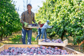 Man and women picking plums in fruit garden. Man carrying box full of plums.