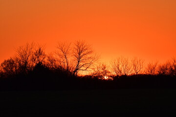 Obraz premium Tree Silhouette in an Orange Sunset
