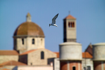 Fototapeta na wymiar Sandwich Tern (Thalassaeus sandvicensis), Tern in flight, the cathedral in the background. Cabras, OR, Sardinia. Italy