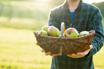 Apples in a wicker basket in farmers hands in the sun. Mans hand holds out a ripe apple.Collection...