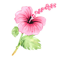Pink hibiscus flower 