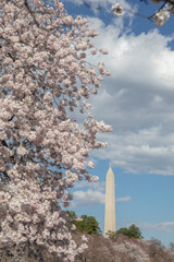 Cherry blossoms in Washington DC