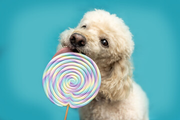 A cute white poodle dog licking at a lollipop lolli in front of colorful bright blue studio...
