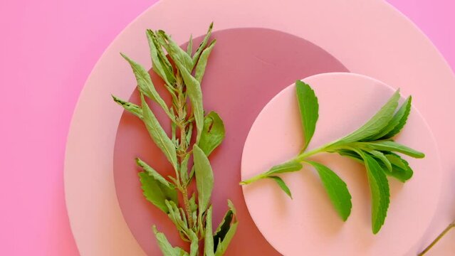 Stevia fresh and dried branches on round pink and brown podiums. 4k footage