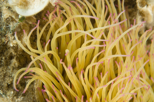 sea anemone (Anemonia sulcata). Chief Hunting Officer. Alghero, Sardinia