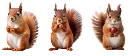 Stoff pro Meter Red squirrel eating nuts, standing portrait, isolated on a transparent background © The Stock Guy