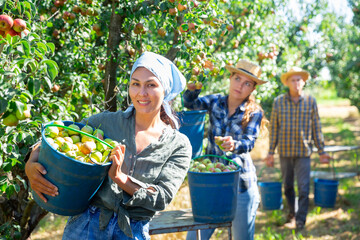 Girl, man and woman harvesting pears in big garden. Woman standing with bucket full off pears. - obrazy, fototapety, plakaty