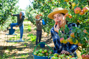 Girl, man and woman harvesting pears in big garden. Girl eating pear. - obrazy, fototapety, plakaty