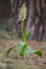 Orchid, Himantoglossum (Barlia) robertiana. Platamona, Sassari, sardinia, Italia