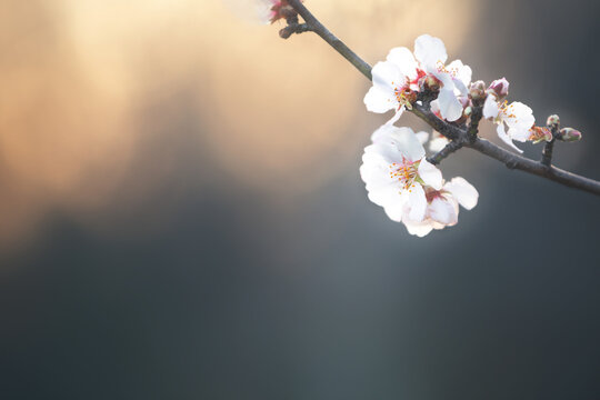 Almond branch in bloom, close-up, sunset. Close-up image of blossoming almond in Greece