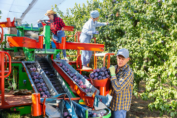 Skilled workers picking ripe plums in farm orchard on automatic harvesting platform. Fruit harvest...