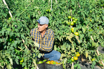 European man harvesting green tomatoes in garden. He's filling buckets with them.