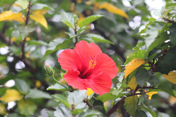 reddish flower amid green and yellow leaves. details of nature. beautiful colors of nature.