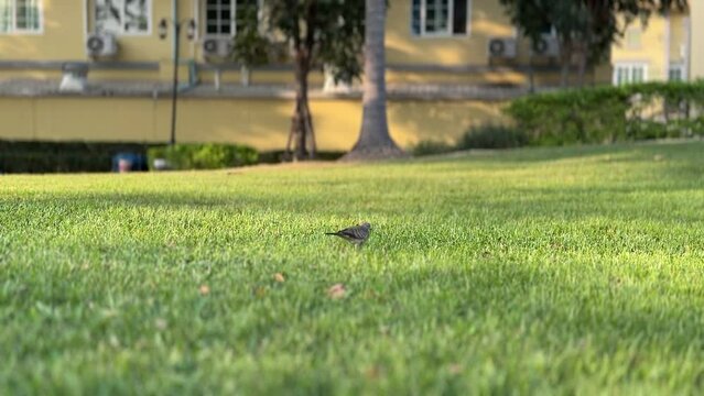 Bird Dove walking on lawn of fresh green grass
