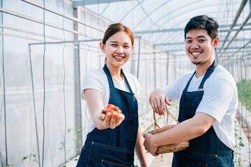 Naklejka premium Amidst nature's beauty an Asian couple joyful farmers hold organic tomatoes and vegetables in a greenhouse. Their portrait radiates confidence happiness and success in their farming occupation.