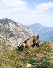 goat eating grass on the top of Monte Bestone overlooking Garda Lake on a sunny day
