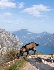 goat eating grass on the top of Monte Bestone overlooking Garda Lake on a sunny day
