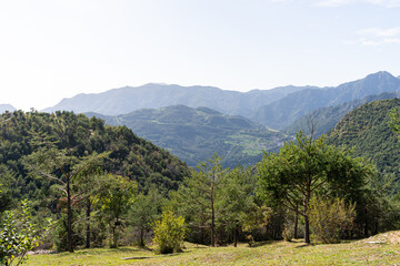 Fototapeta na wymiar Alps landscape with trees on a sunny day