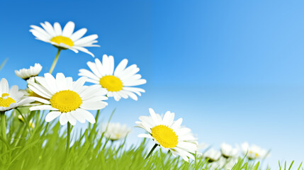 White daisies in the green grass on a blue sky background generativa IA