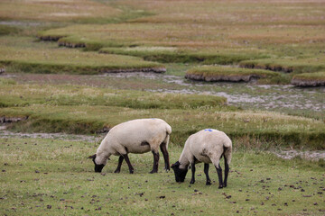 Schafe - Schafsherde in der Natur