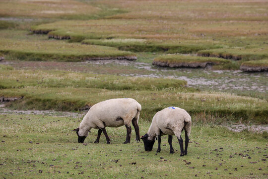 Schafe - Schafsherde in der Natur