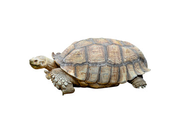African spurred tortoise or Geochelone sulcata isolated