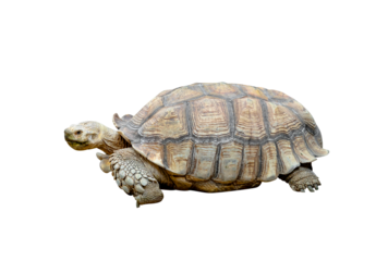 African spurred tortoise or Geochelone sulcata isolated