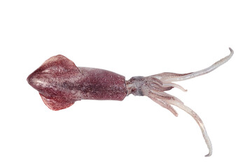 one squid isolated