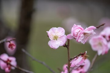 Obraz premium ひっそりと咲く満開のピンクの紅梅