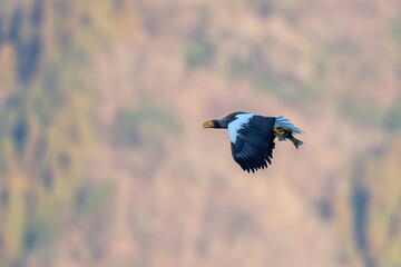 冬枯れの山をバックにゲットした大物をつかんで悠然と飛ぶオオワシ