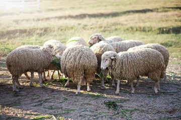 Obraz premium A flock of sheep is eating grass in the middle of the meadow.