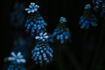 blue grape hyacinth