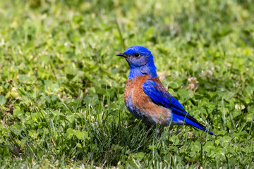 Closeup of western bluebird