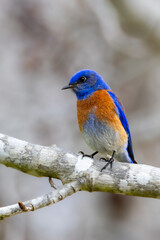 Closeup of western bluebird