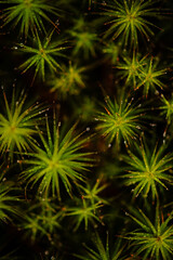 Fototapeta premium up close moss