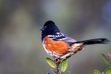 Closeup of Spotted Towhee on a bush