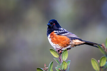 Fototapeta premium Closeup of Spotted Towhee on a bush