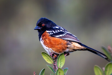 Closeup of Spotted Towhee on a bush