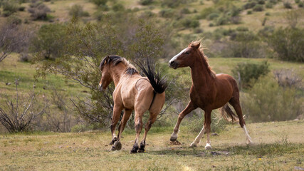 Bay and buckskin wild horse stallions running while fighting in the Salt River area Mesa Arizona...