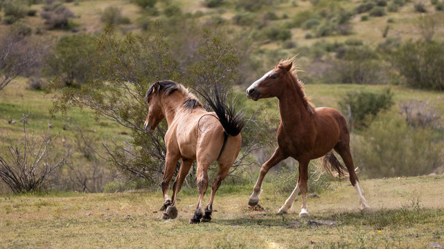 Bay and buckskin wild horse stallions running while fighting in the Salt River area Mesa Arizona United States