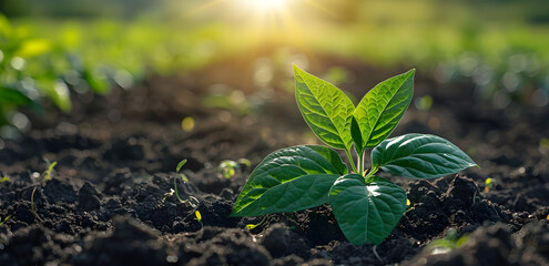 A peaceful and serene image of a green plant in a field, representing the beauty of nature and agriculture.