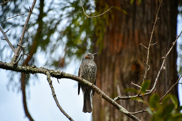 木にとまったヒヨドリ