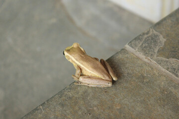 Treefrog Trachycephalus Mesophaeus, known as Golden Treefrog or Sticky Treefrog. Species of anuran amphibian, endemic to Brazil, from the Hylidae family. On a stone floor in a domestic environment.