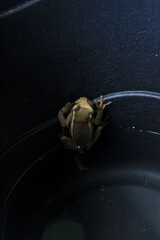 Treefrog Trachycephalus Mesophaeus, known as Golden Treefrog or Sticky Treefrog. Species of anuran amphibian, endemic to Brazil, from the Hylidae family. In a plastic bucket in a domestic environment.