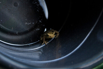 Treefrog Trachycephalus Mesophaeus, known as Golden Treefrog or Sticky Treefrog. Species of anuran amphibian, endemic to Brazil, from the Hylidae family. In a plastic bucket in a domestic environment.